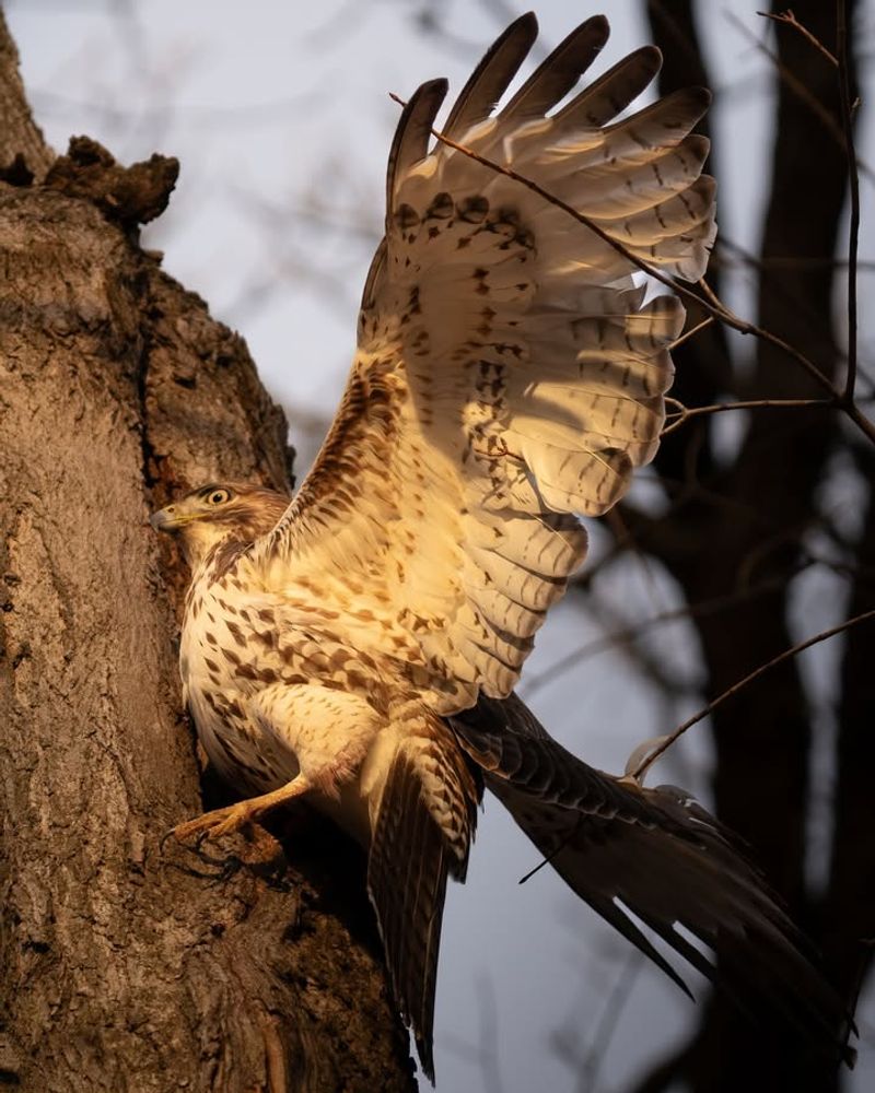 Live Oak Gives Hawks The Tall Perches They Watch From Live Oak Gives Hawks The Tall Perches They Watch From