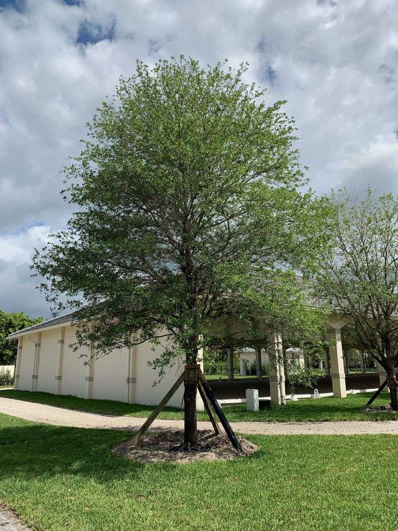 Live Oak Holds Strong When Given Enough Root Space