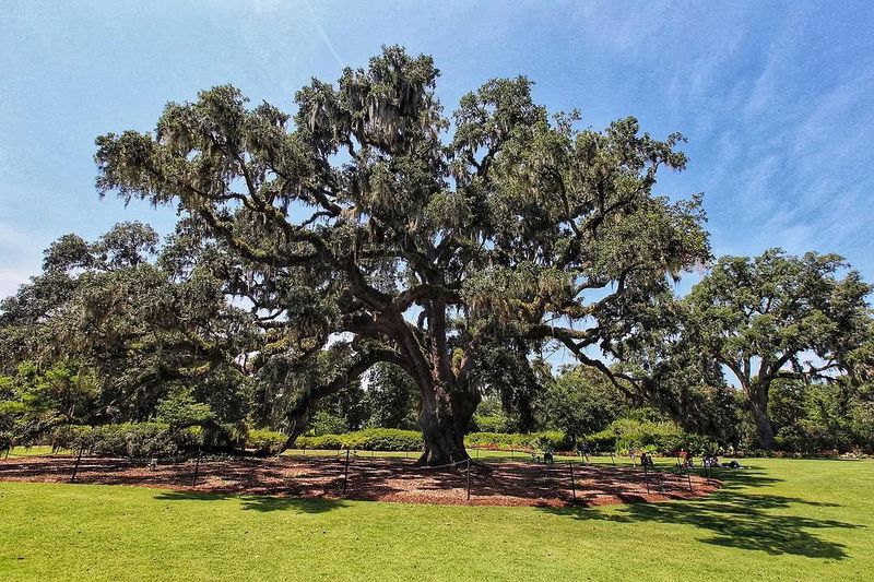 Live Oak Live Oak