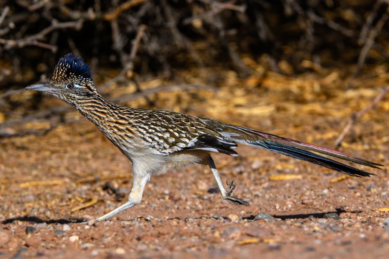 Lizards Start Getting Extra Attention Lizards Start Getting Extra Attention