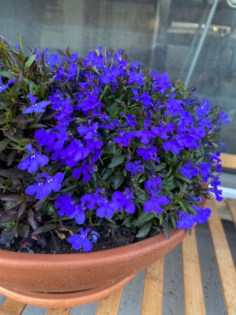 Lobelia Trails From Shady Pots