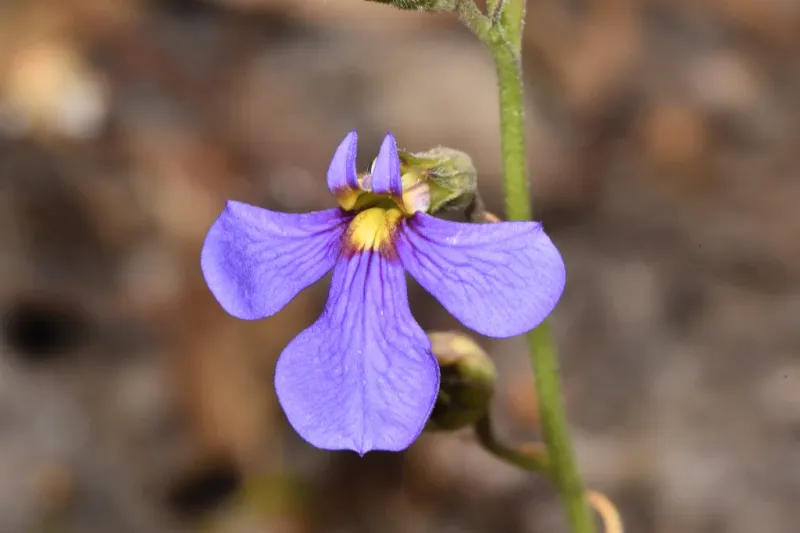 Lobelia 