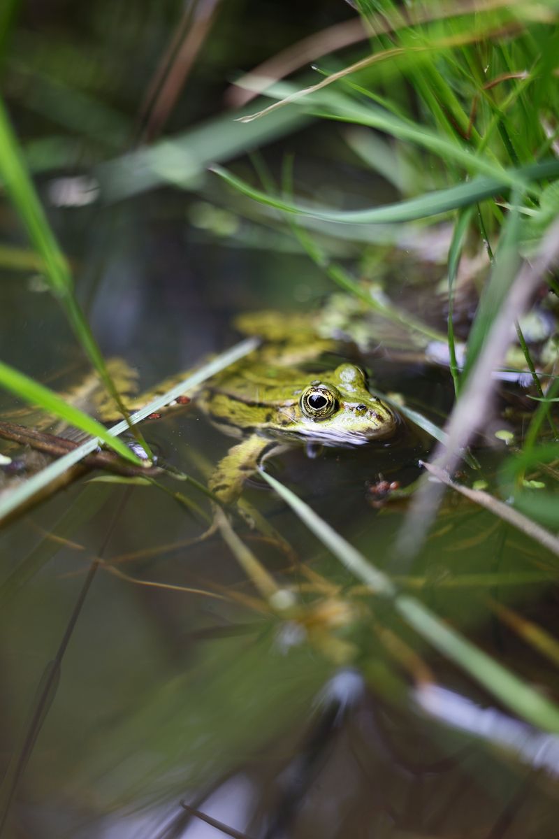 Local Food Chain Of Insects, Amphibians, And Small Fish Is Healthy Local Food Chain Of Insects, Amphibians, And Small Fish Is Healthy