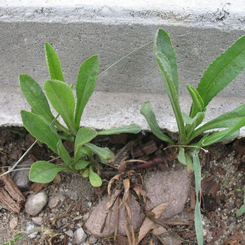 Local Government Can Remove Weeds And Charge The Cost