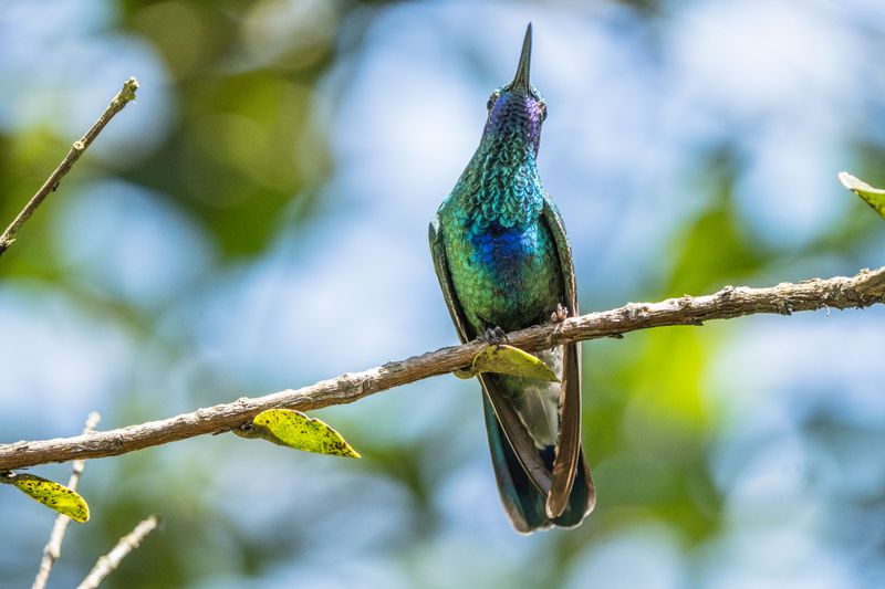Local Insect Populations Are Healthy And Abundant