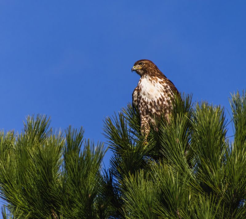 Local Prey Population Is Healthy