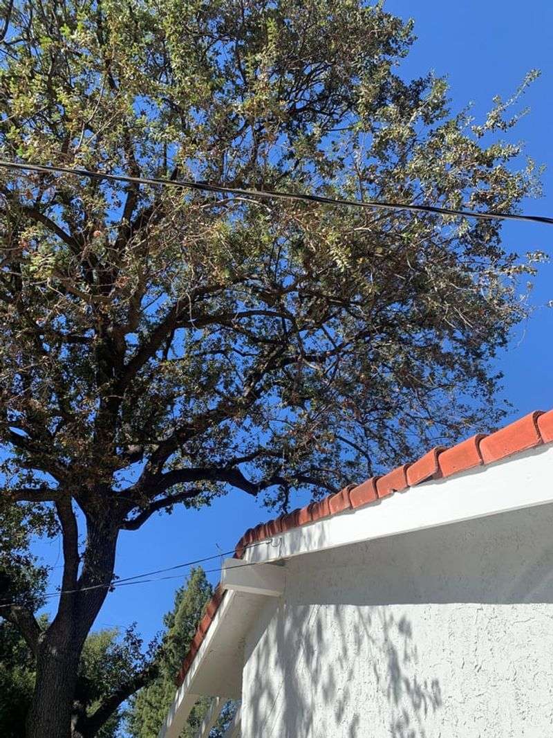 Local Tree Rules May Limit What Either Neighbor Can Do Local Tree Rules May Limit What Either Neighbor Can Do