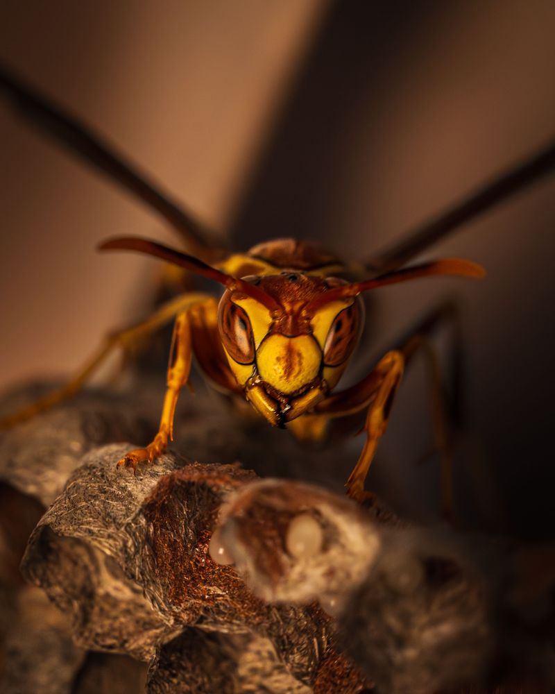 Locate And Treat Underground Nests At Dusk