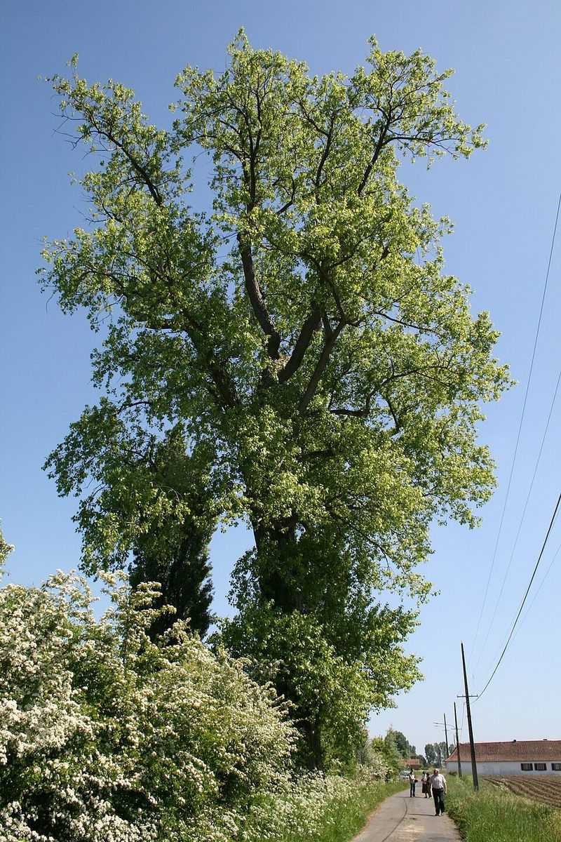 Lombardy Poplar Can Raise Sidewalk Slabs