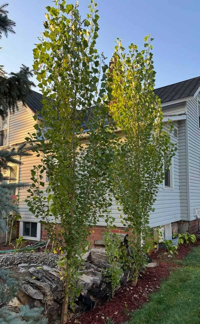 Lombardy Poplar Makes A Tall Screen Too Quickly