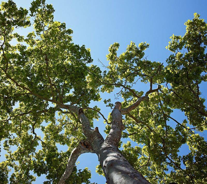 London Planetree Can Lift Sidewalks