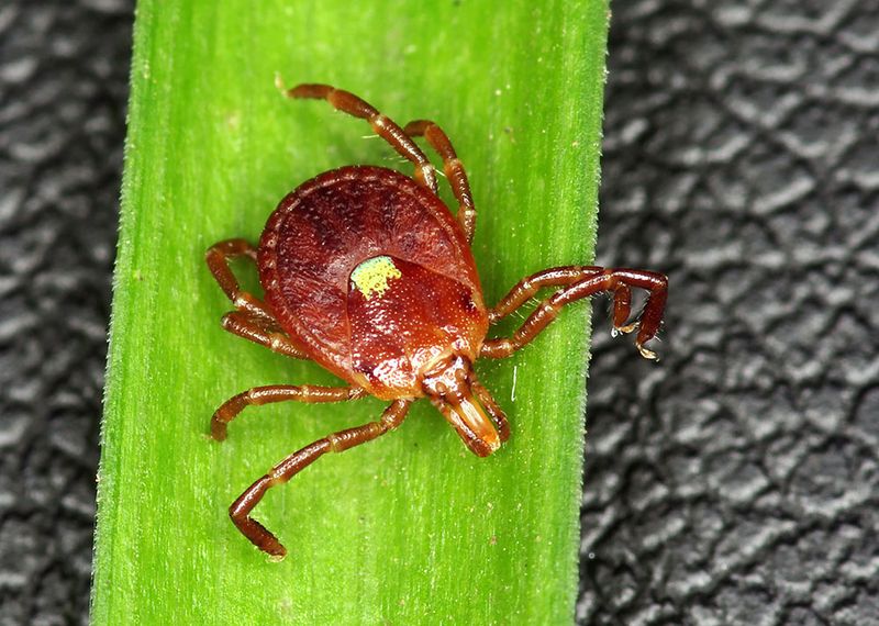 Lone Star Tick (Amblyomma Americanum)