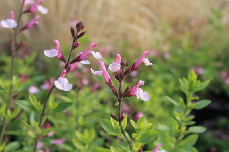 Long Blooming Season Long Blooming Season