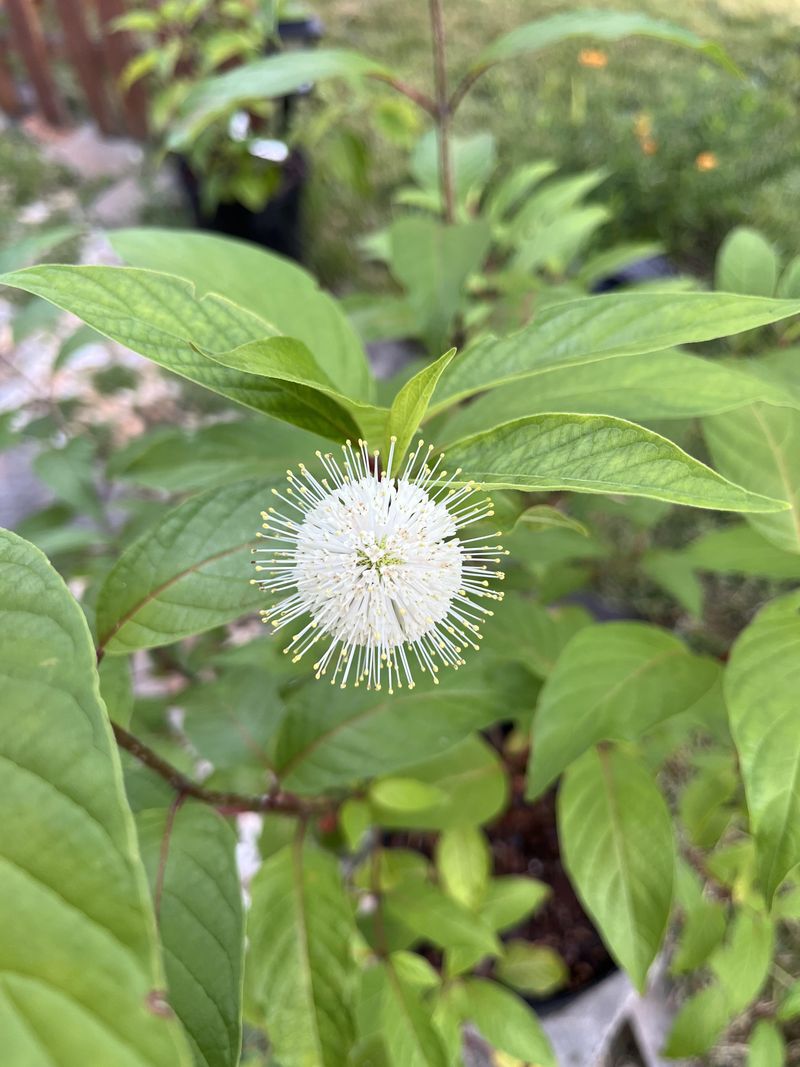 Long Blooming Season Extends Summer Color