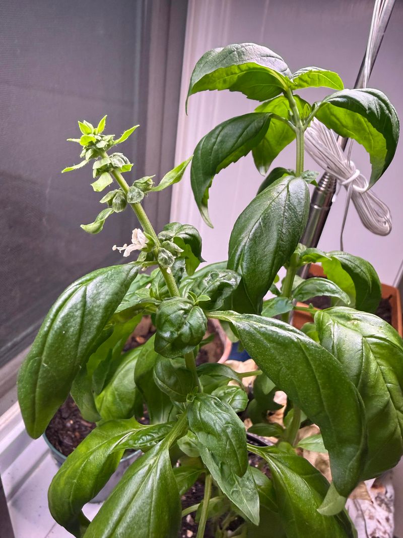 Long Days Can Encourage Flowering