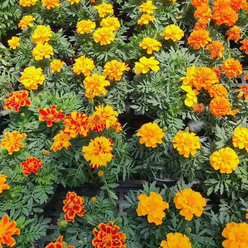 Long-Lasting Blooms Long-Lasting Blooms