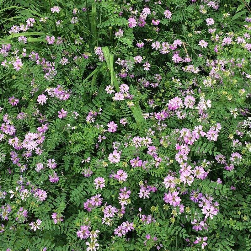 Long Stems Form A Tangled Groundcover