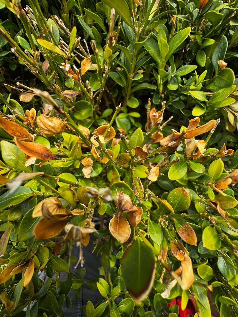 Look For Brown Leaf Spots With Dark Borders Look For Brown Leaf Spots With Dark Borders