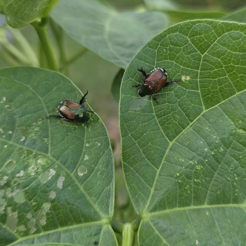 Look For Chewed Leaf Edges