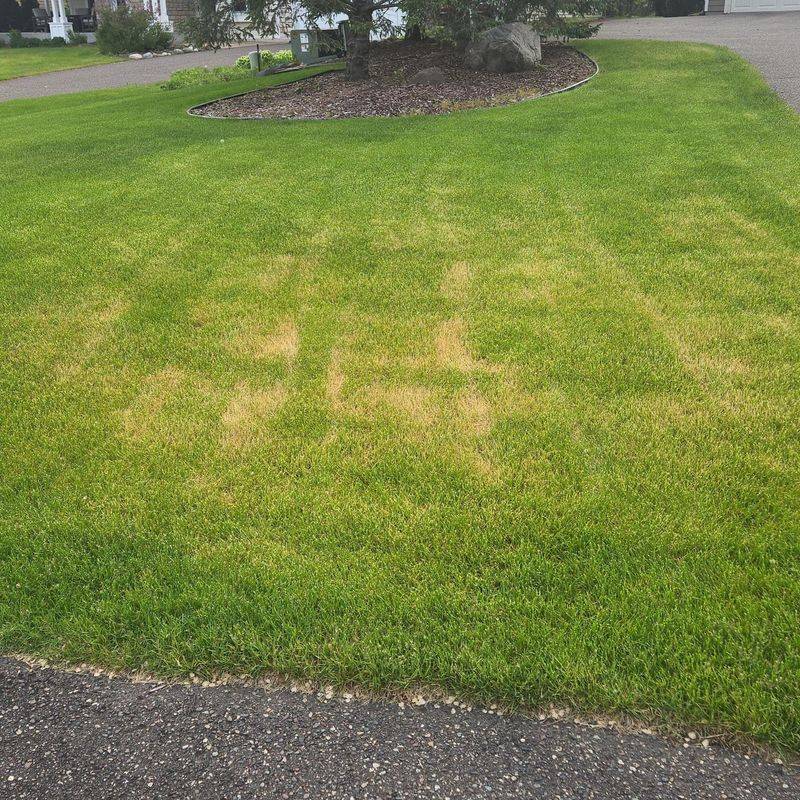 Look For Fungal Diseases After Extended Wet Weather