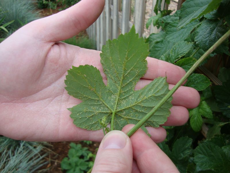 Look For Garden Pests Each Week