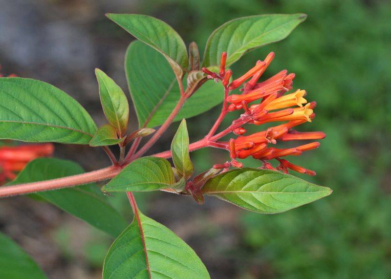 Look For Hamelia Patens Var. Patens On The Label Look For Hamelia Patens Var. Patens On The Label