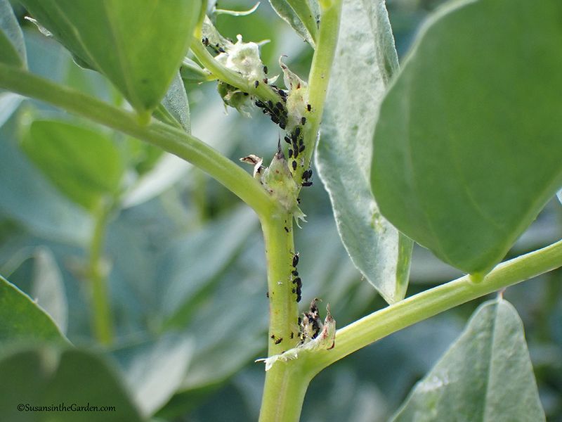 Look For Pests Before They Spread Look For Pests Before They Spread