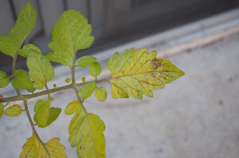 Look For Spots Before Blaming A Nutrient Problem