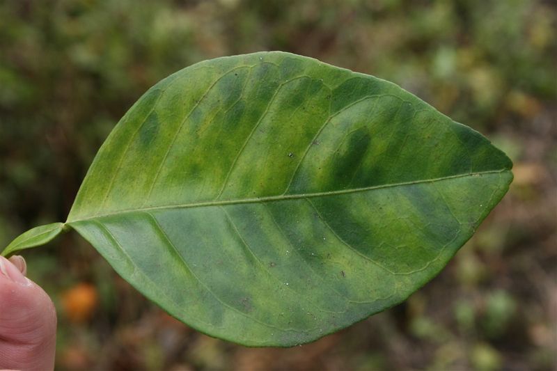 Look For Uneven Blotchy Yellowing