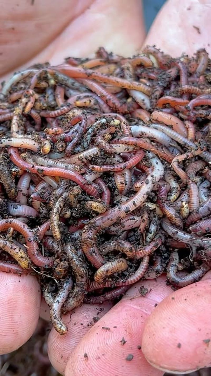 Look For Worms That Thrash Instead Of Wiggle