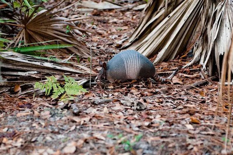 Loose Mulch Beds Become Armadillo Digging Zones