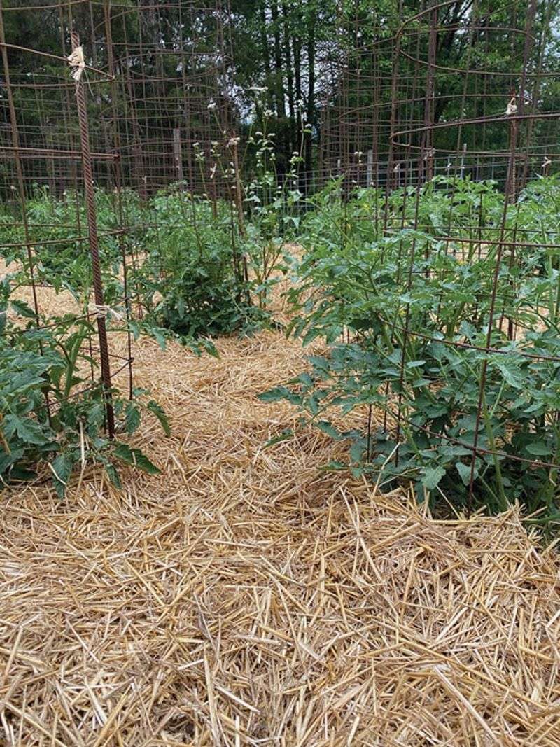Loose Straw Mulch Can Turn Beds Into Cover Loose Straw Mulch Can Turn Beds Into Cover