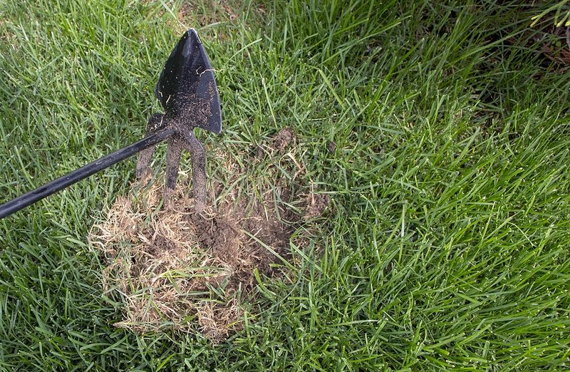 Loosen Compacted Areas Before Spreading Seed Loosen Compacted Areas Before Spreading Seed