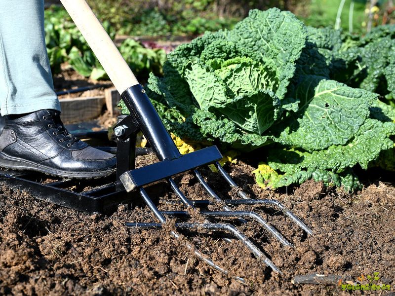 Loosen Compacted Beds Before Fall Roots Need Them