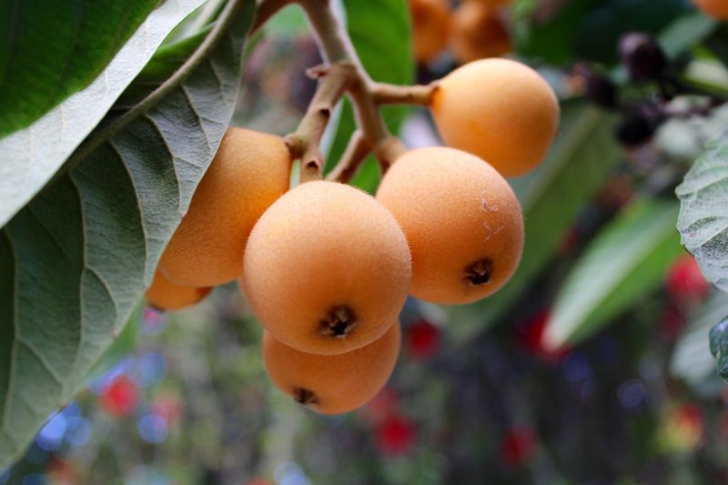 Loquat Loquat
