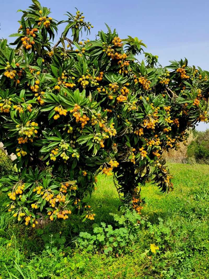 Loquat Gives Shade, Flowers, And Early Fruit Loquat Gives Shade, Flowers, And Early Fruit
