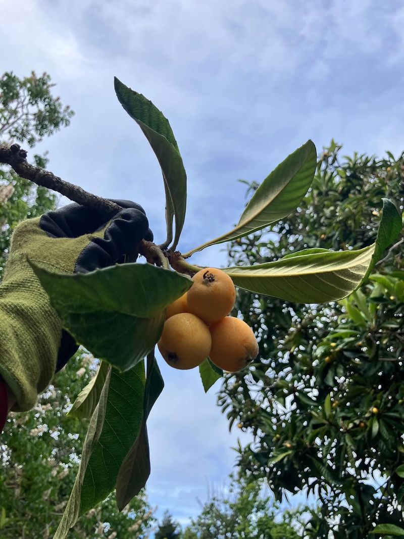 Loquat Trees Provide Fruit And Evergreen Appeal Loquat Trees Provide Fruit And Evergreen Appeal