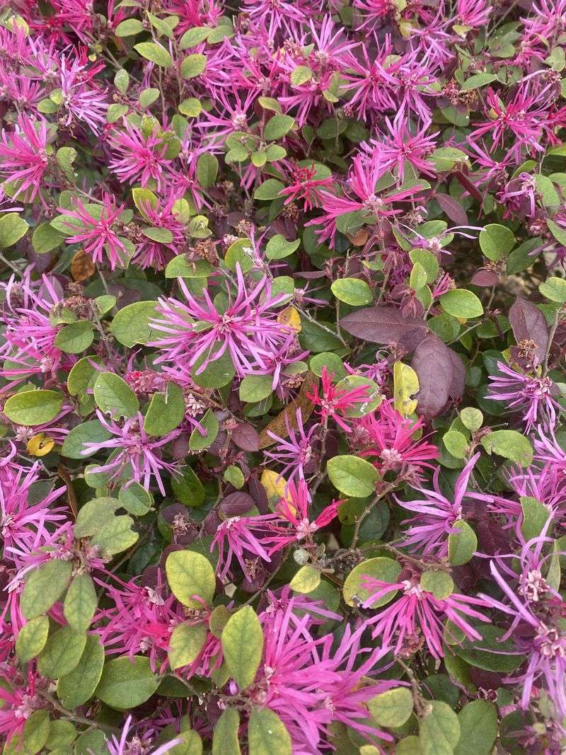 Loropetalum Dislikes Wet Root Zones Loropetalum Dislikes Wet Root Zones