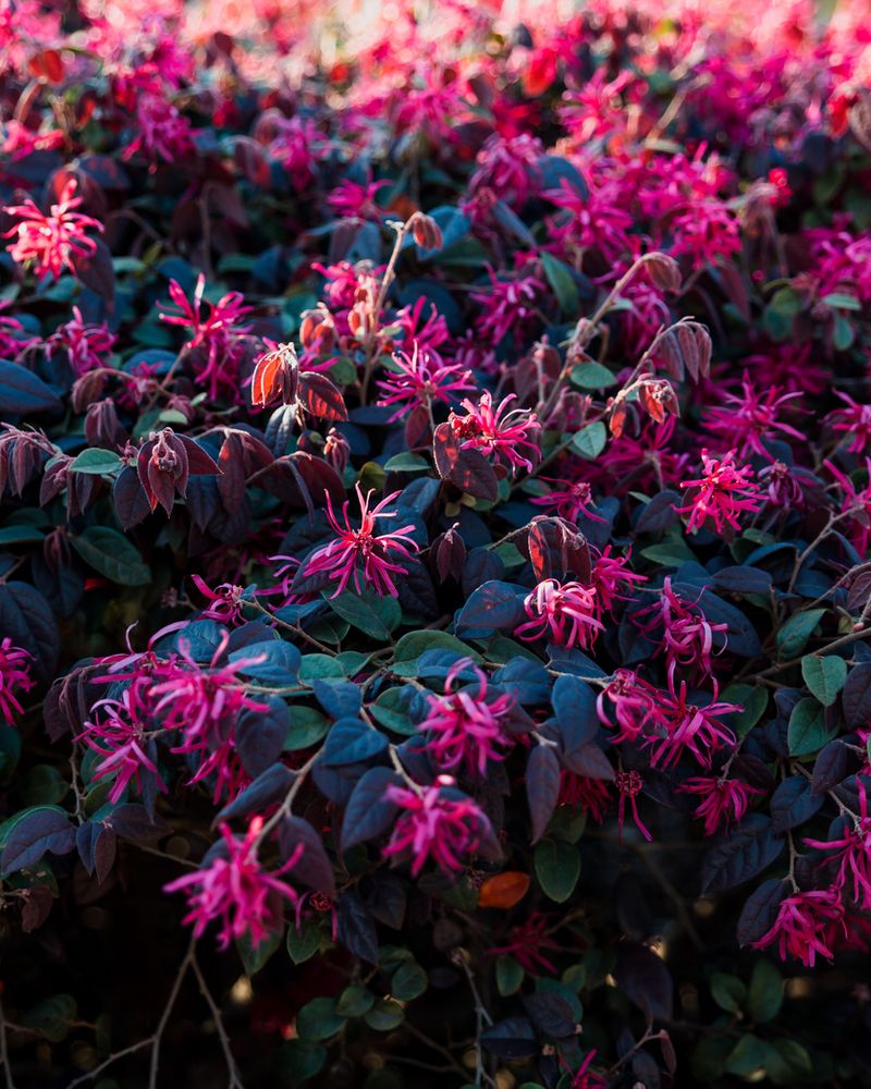 Loropetalum Needs Timing More Than Heavy Cutting Loropetalum Needs Timing More Than Heavy Cutting