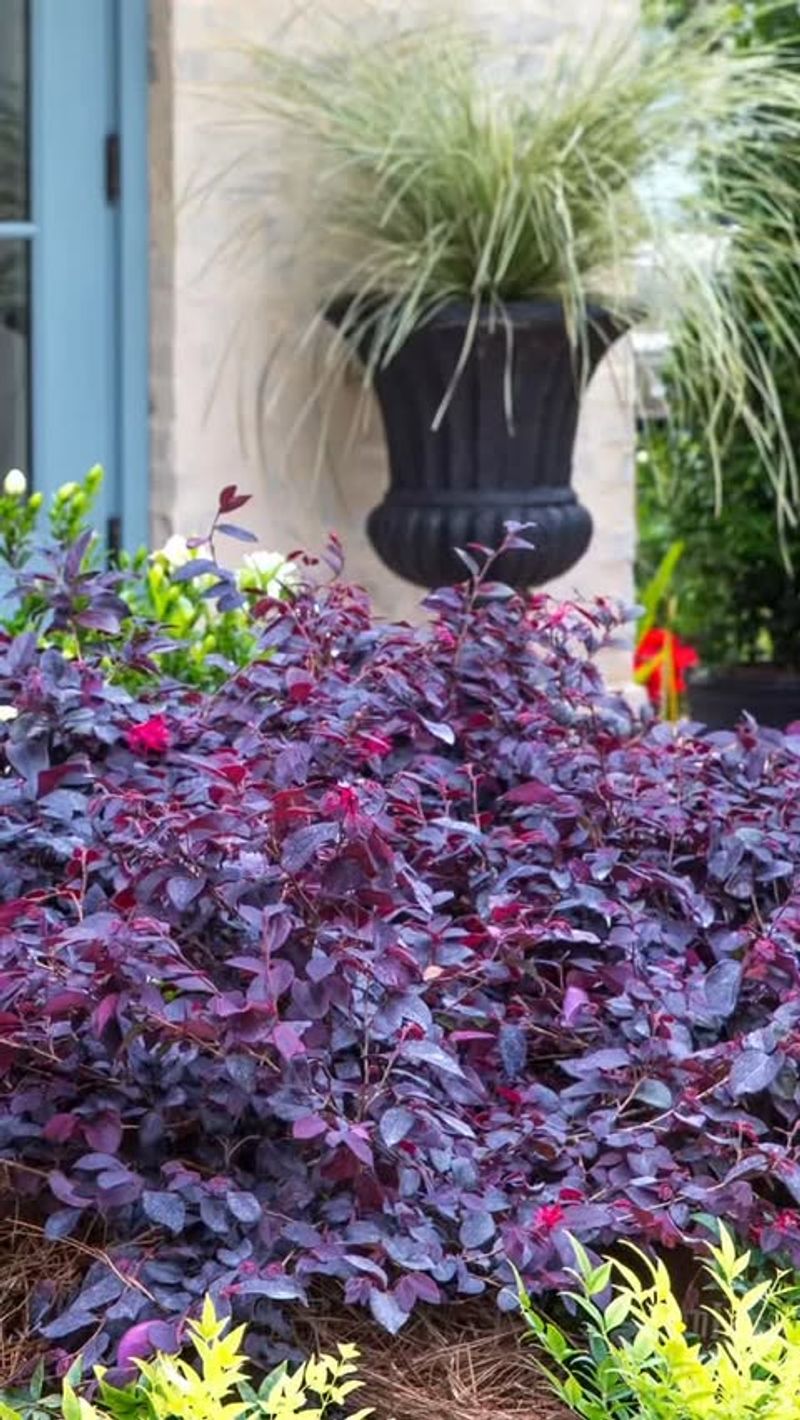 Loropetalum Responds Well To Light Summer Shaping Loropetalum Responds Well To Light Summer Shaping