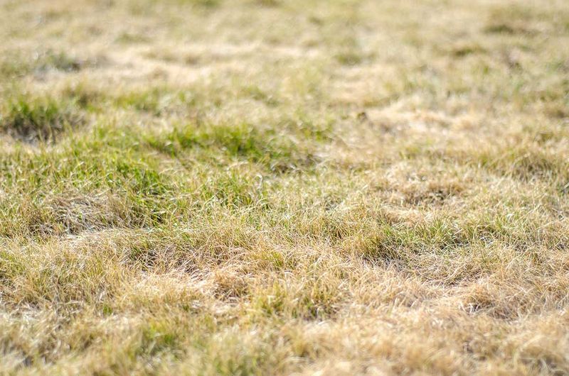 Loss Of Moisture And Damp Habitat