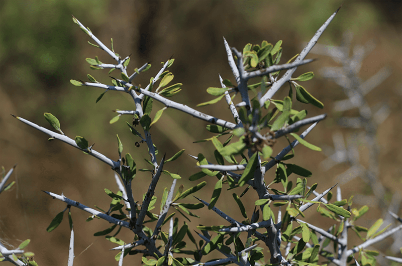 Lotebush For Dense Spiny Brush Lotebush For Dense Spiny Brush