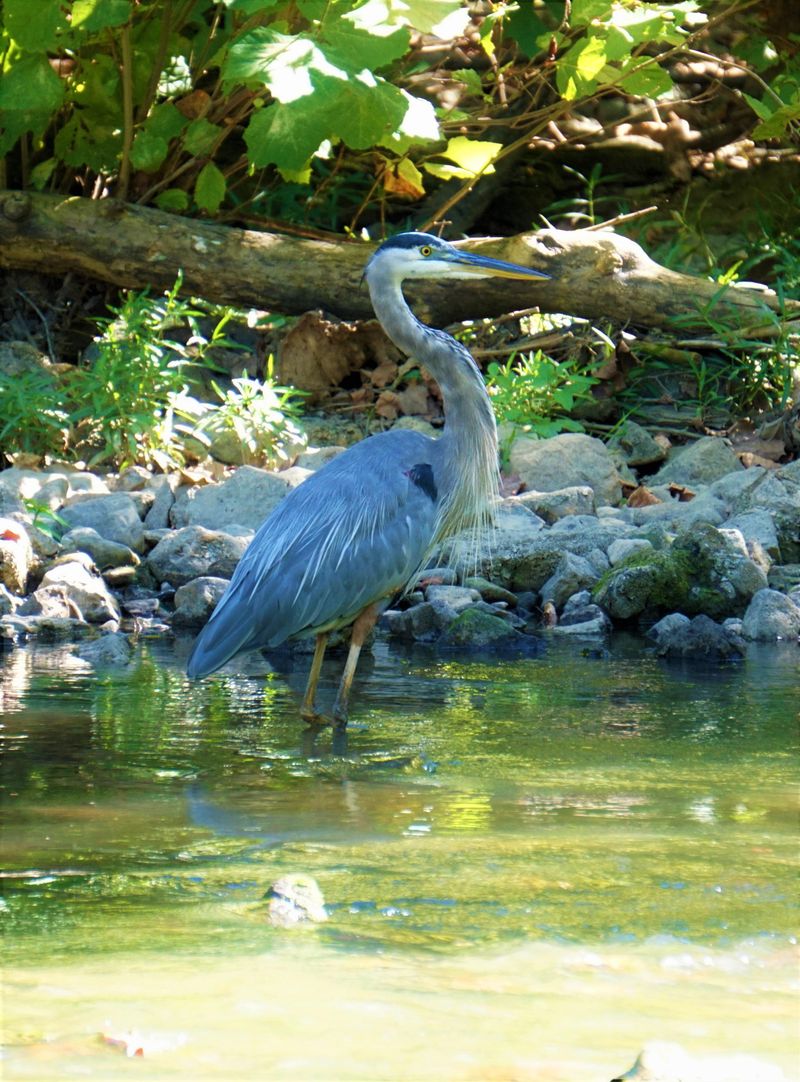 Low-Disturbance Water Features Hold Their Attention