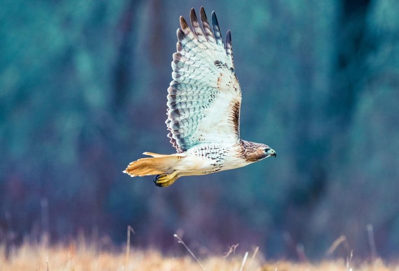 Low-Flying Hawks Are Hunting, Not Just Passing Through