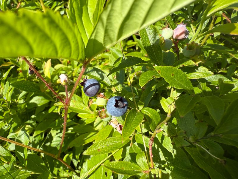 Low Fruit Set On Older Canes