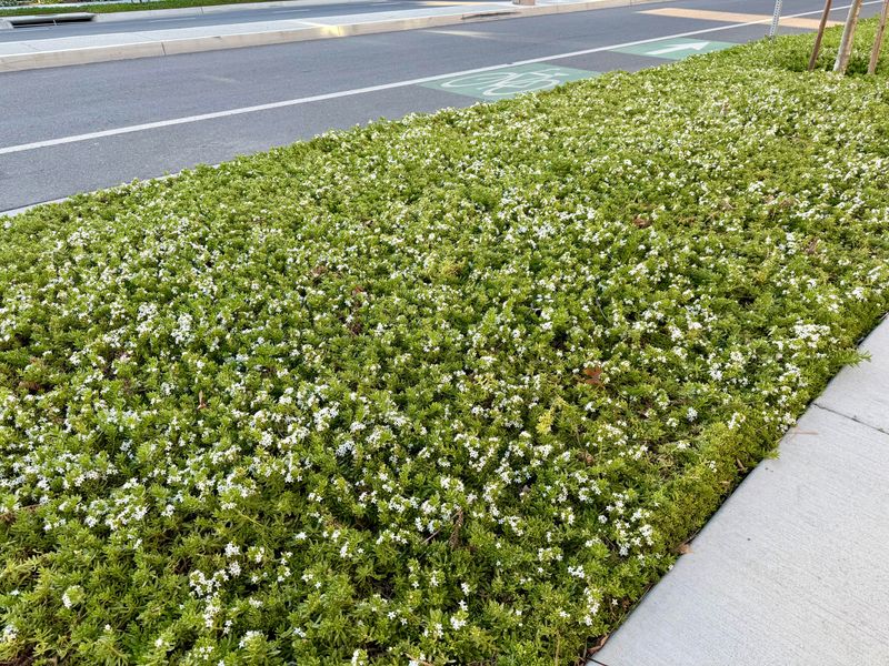 Low Groundcovers Pull Everything Together Low Groundcovers Pull Everything Together