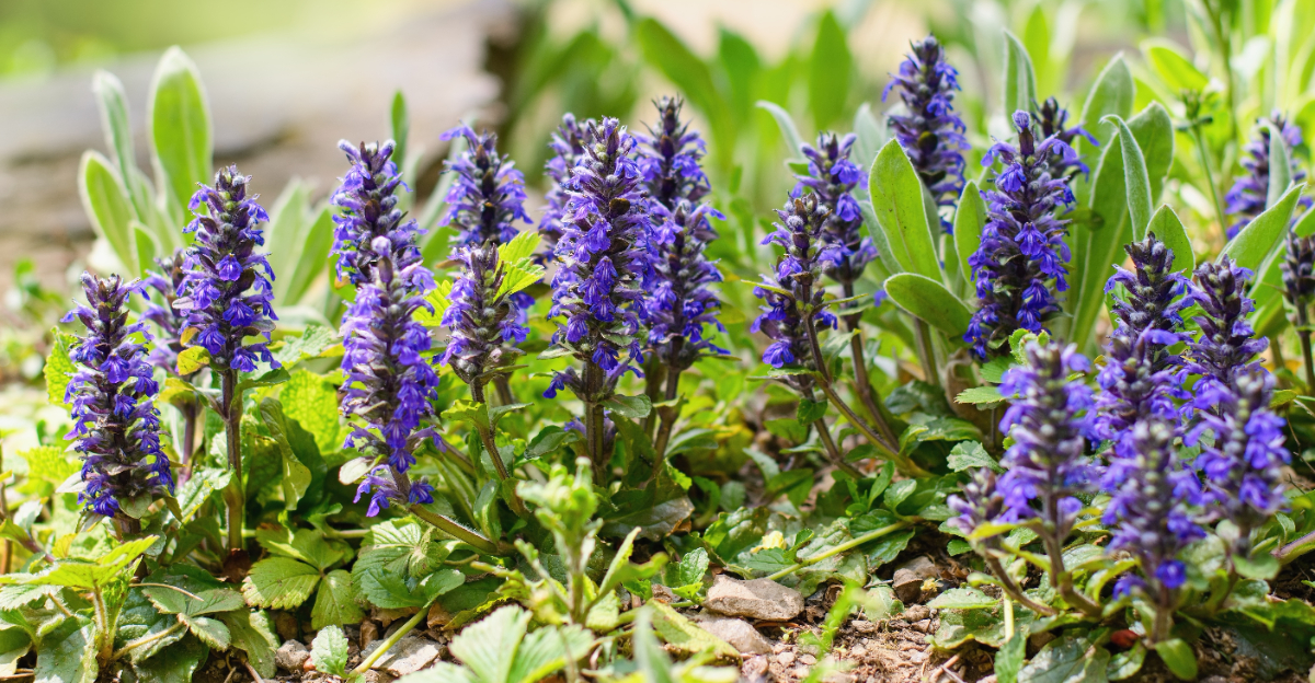 bugleweed
