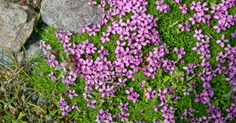 Low-Growing Oregon Native Plants That Keep Bare Soil From Turning Into Weeds