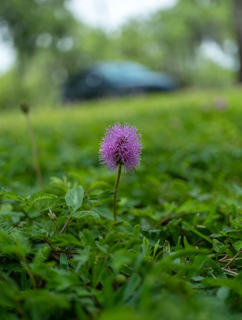 Low Growth Reduces Mowing Needs Low Growth Reduces Mowing Needs