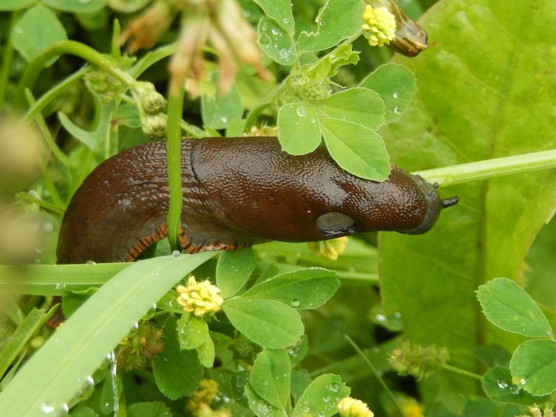 Low Leaves Give Slugs A Bridge To Plants